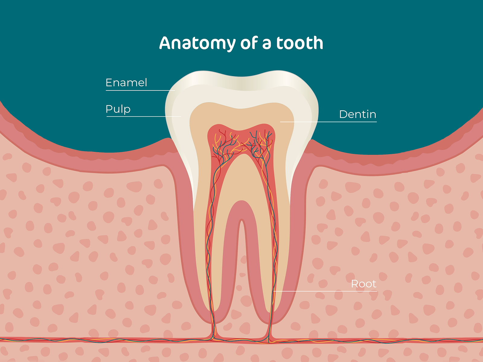 An illustration of the anatomy of a tooth